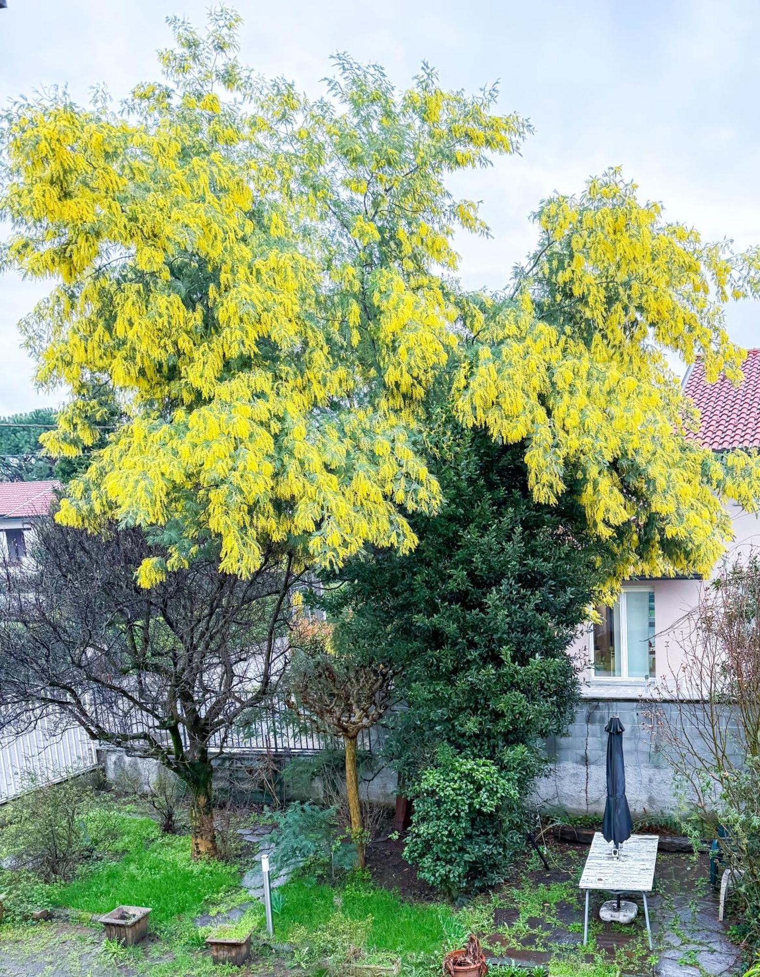 Villa Mimosa Cassano Magnago Ngoại thất bức ảnh